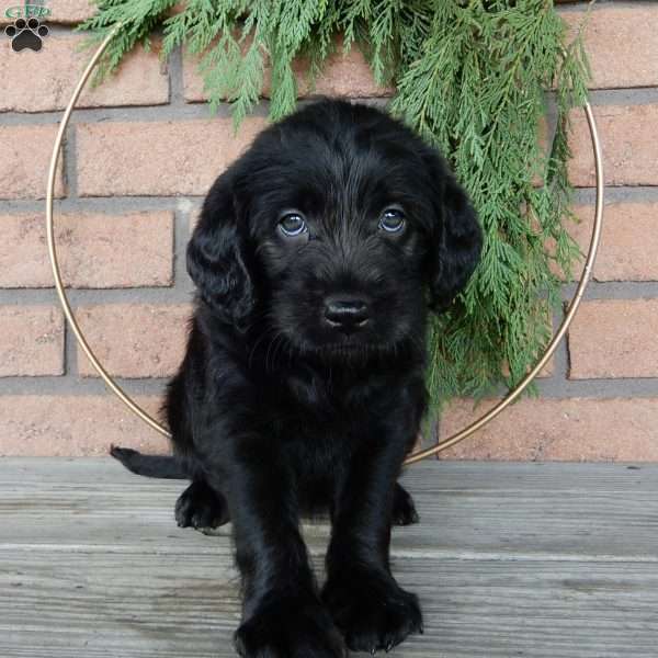 Anne, Labradoodle Puppy