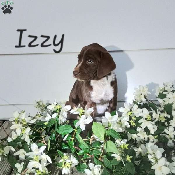 Izzy, English Springer Spaniel Mix Puppy