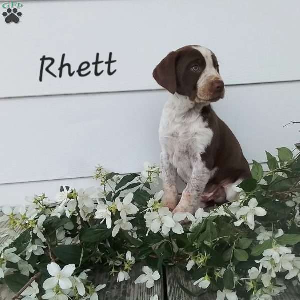 Rhett, English Springer Spaniel Mix Puppy