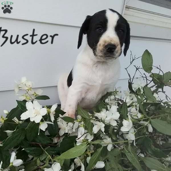 Buster, English Springer Spaniel Mix Puppy