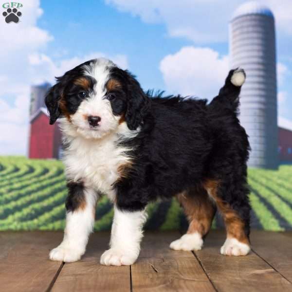 Samson, Mini Bernedoodle Puppy