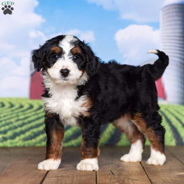 Asher, Mini Bernedoodle Puppy