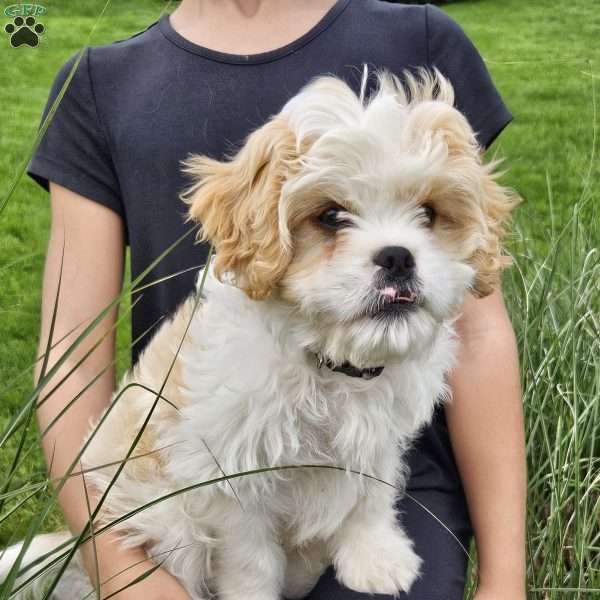 Roscoe, Cavachon Puppy