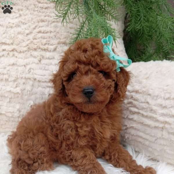 Mason, Miniature Poodle Puppy