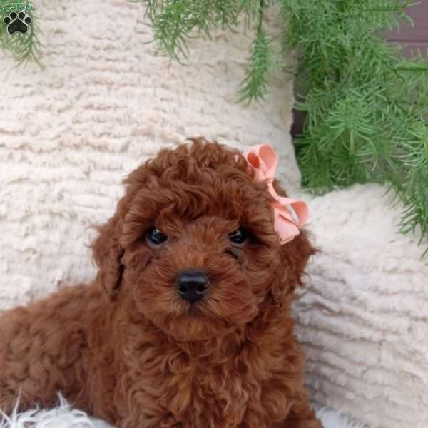 Molly, Miniature Poodle Puppy