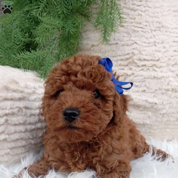 Miles, Miniature Poodle Puppy