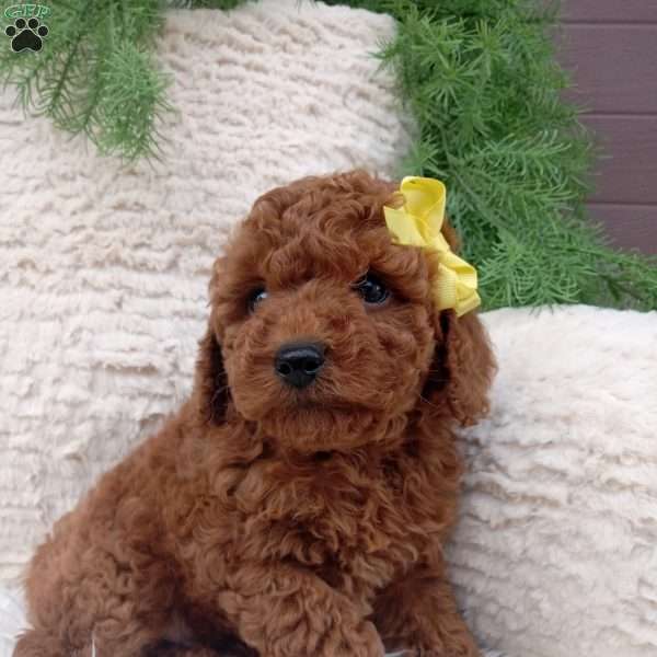 Mario, Miniature Poodle Puppy