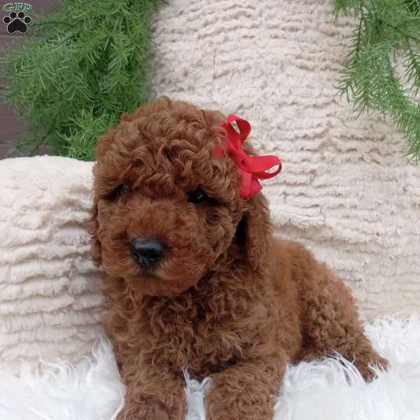 Milo, Miniature Poodle Puppy