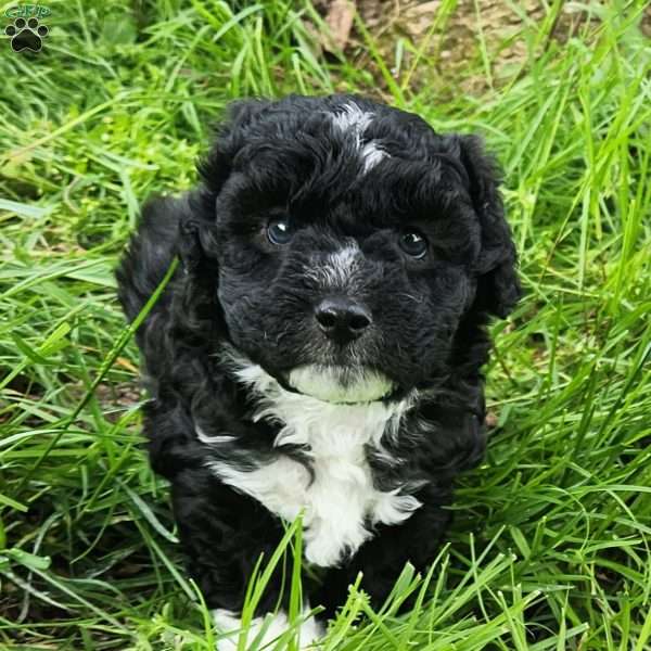 Tux, Mini Aussiedoodle Puppy