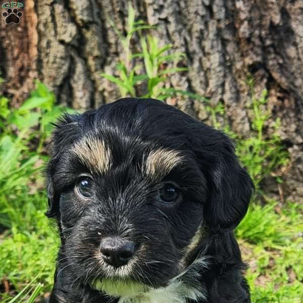 Oliver, Mini Aussiedoodle Puppy