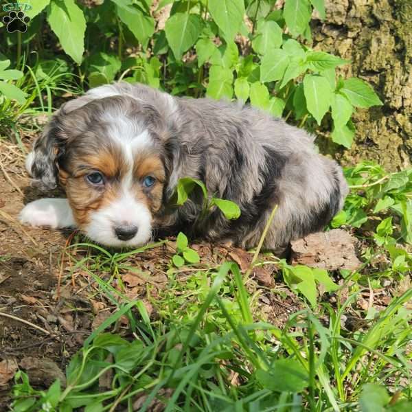 Cookie, Mini Aussiedoodle Puppy