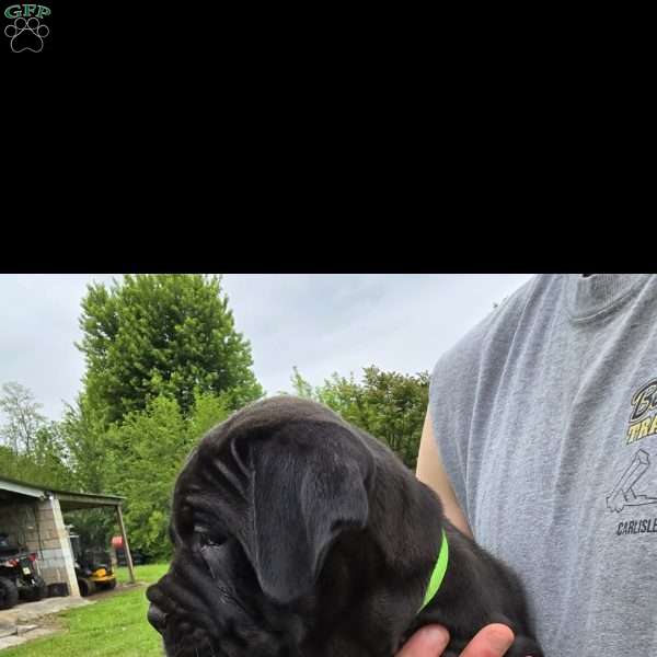 Chevy, Cane Corso Puppy