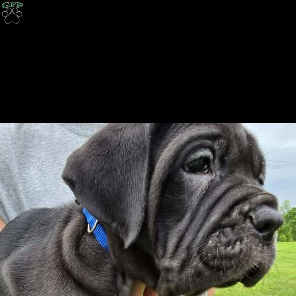 Cam, Cane Corso Puppy