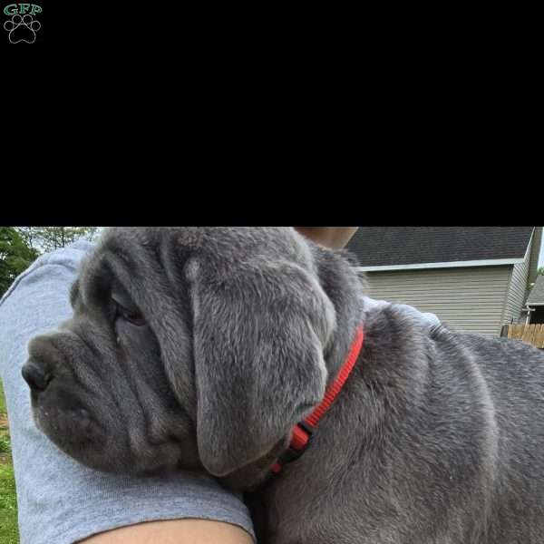 Gage, Cane Corso Puppy