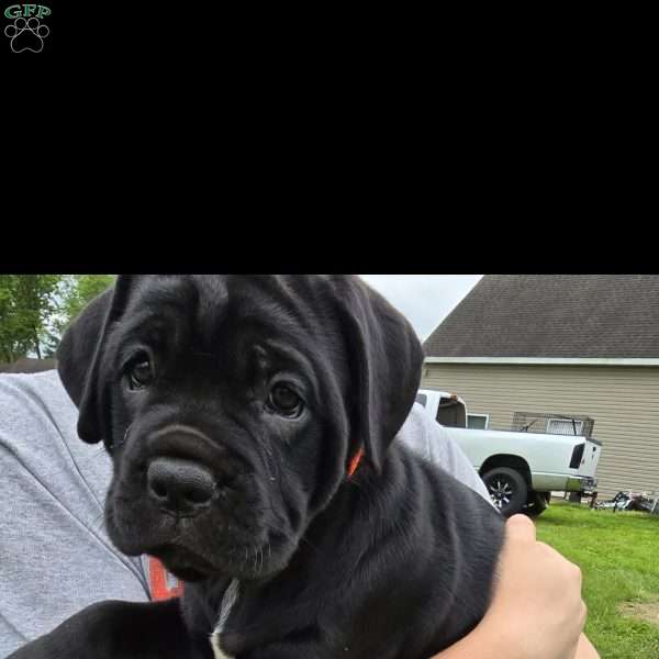 Rev, Cane Corso Puppy