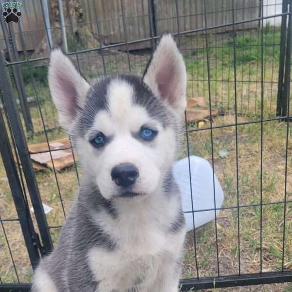 Zeus, Siberian Husky Puppy