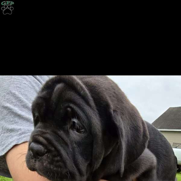 Liz, Cane Corso Puppy