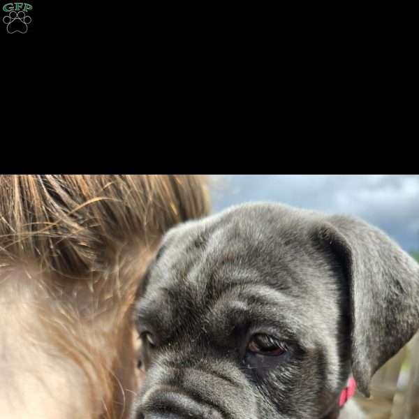 Tara, Cane Corso Puppy