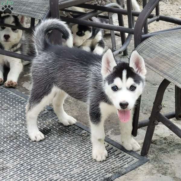 Loki, Siberian Husky Puppy