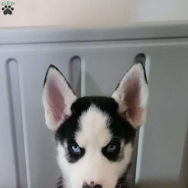 Freya, Siberian Husky Puppy