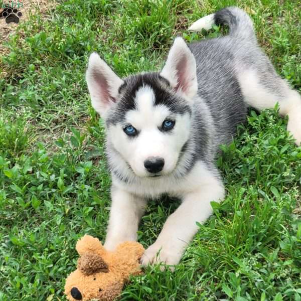 Aries, Siberian Husky Puppy