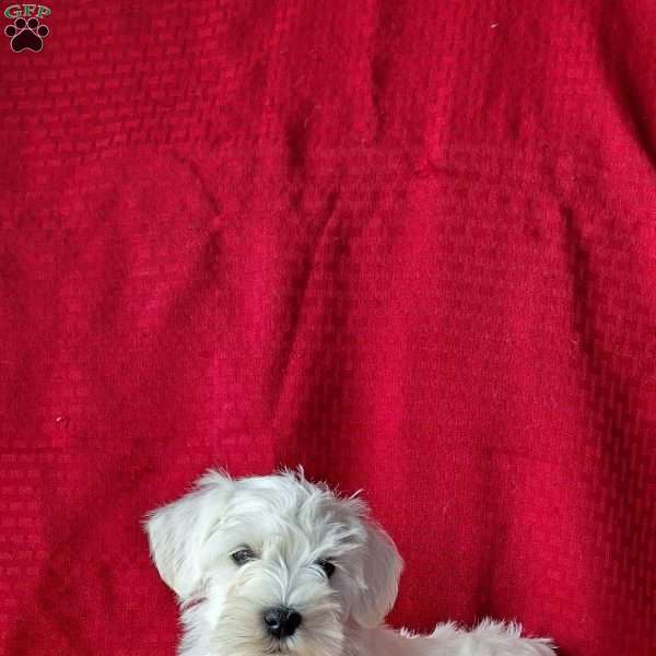 Cameron, Miniature Schnauzer Puppy