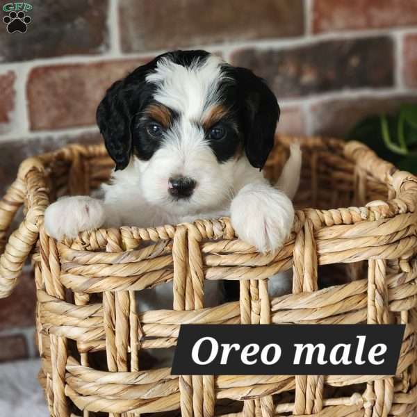 Oreo, Mini Bernedoodle Puppy