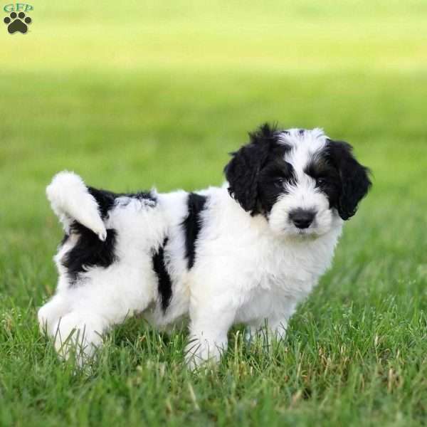 Jackson, Mini Bernedoodle Puppy