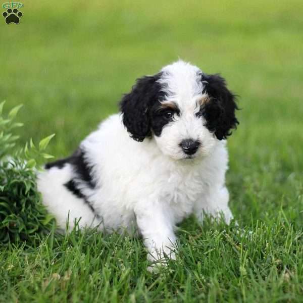 Daisy, Mini Bernedoodle Puppy