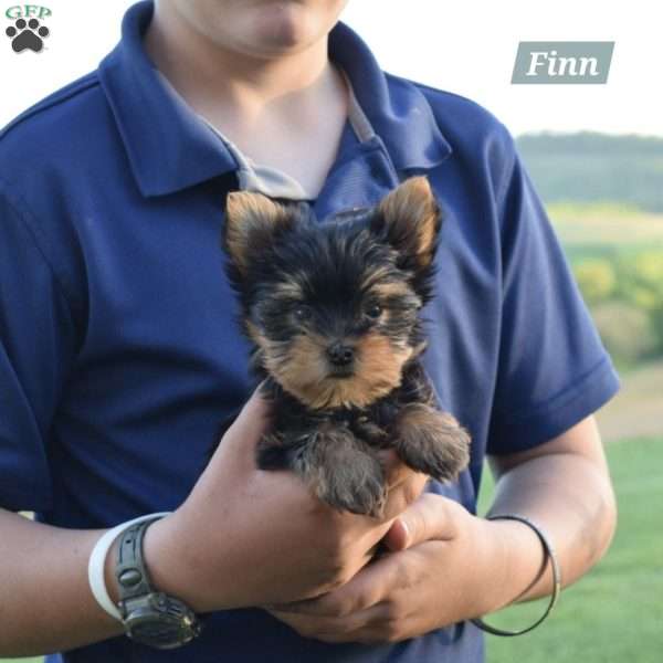 Finn, Yorkie Puppy