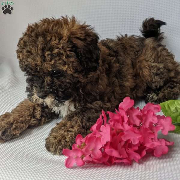 Paris, Shih-Poo Puppy