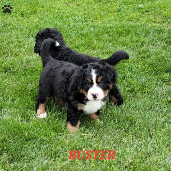 Buster, Bernese Mountain Dog Puppy