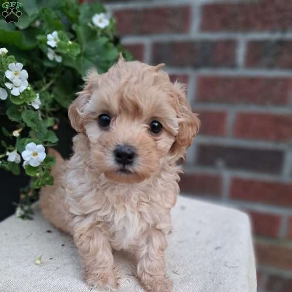 Piper, Shih-Poo Puppy