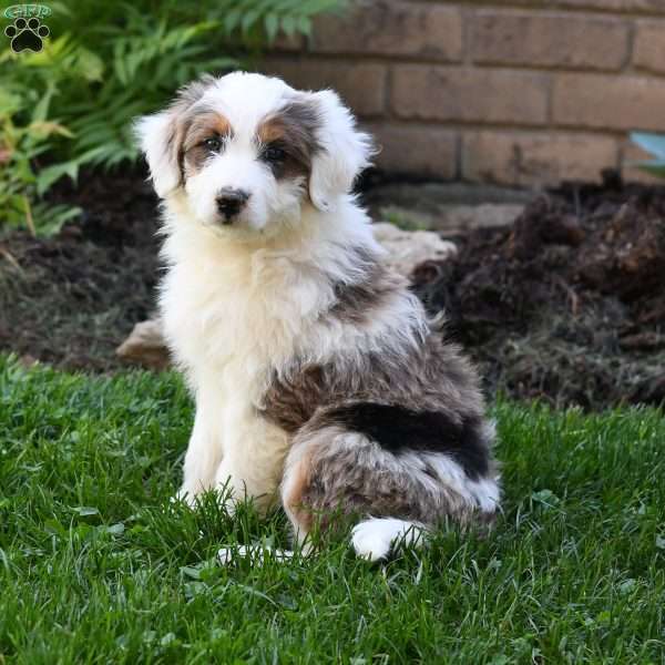 Cade, Mini Aussiedoodle Puppy