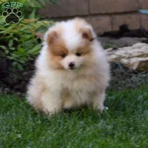 Parker, Pomeranian Puppy