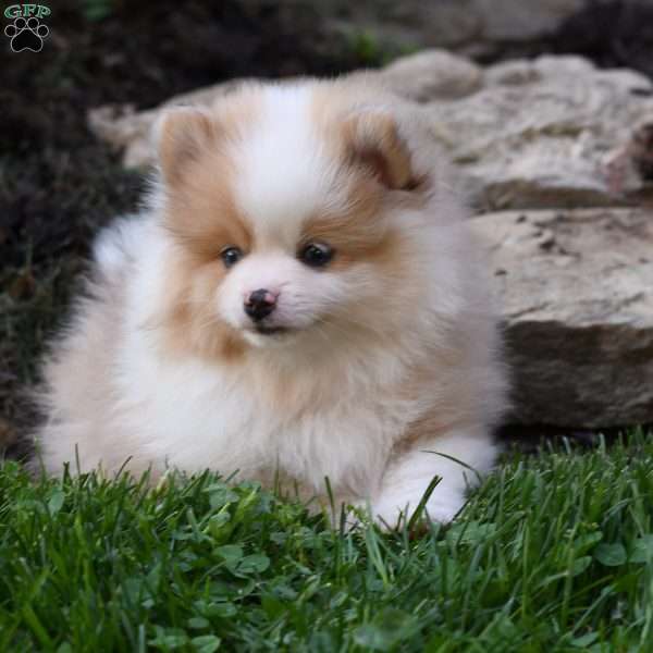 Parker, Pomeranian Puppy