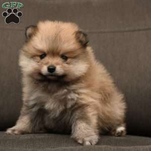 Pomeranian Puppies For Sale - Greenfield Puppies