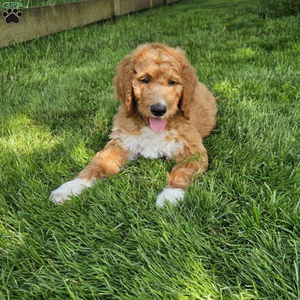 Iris, Standard Poodle Puppy