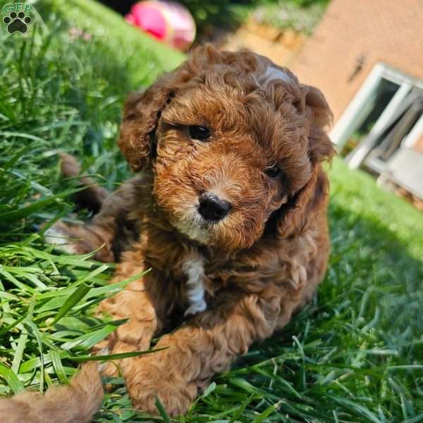 Daisy, Cavapoo Puppy