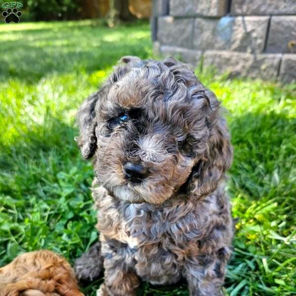 Blossom, Cavapoo Puppy