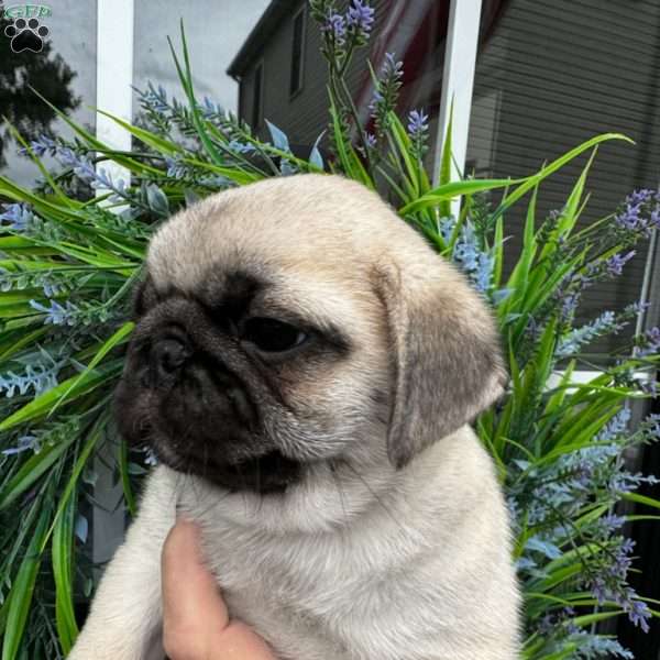 Lily, Pug Puppy