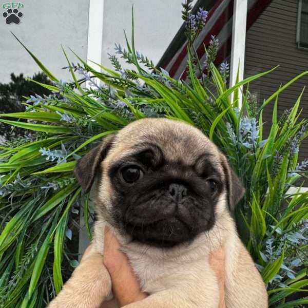 Daisy, Pug Puppy