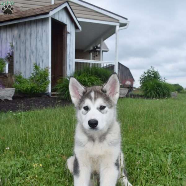 Otto, Alaskan Malamute Puppy