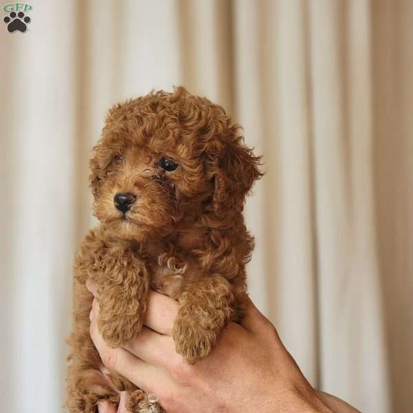 Beckham, Toy Poodle Puppy