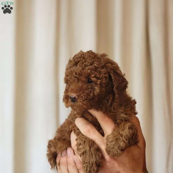 Wylie, Toy Poodle Puppy