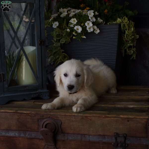 Thumper, English Cream Golden Retriever Puppy