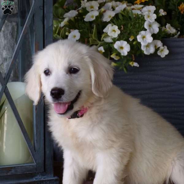 Tyra, English Cream Golden Retriever Puppy