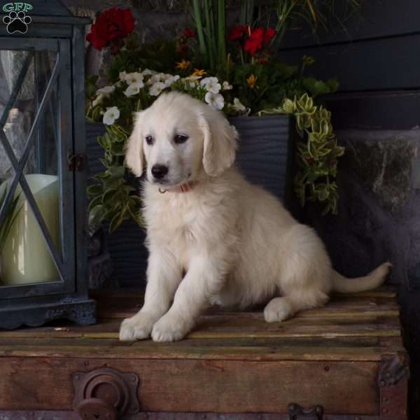 Twila, English Cream Golden Retriever Puppy