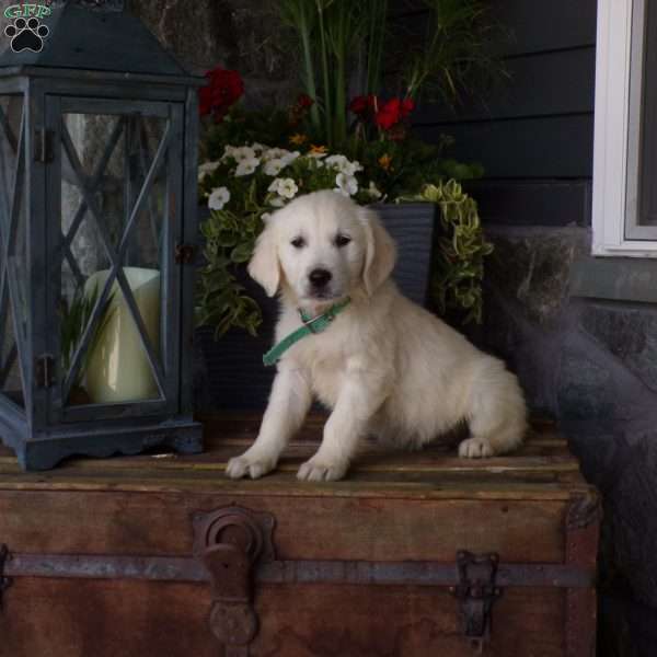 Theo, English Cream Golden Retriever Puppy