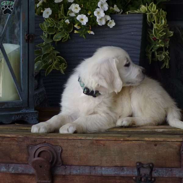 Tessa, English Cream Golden Retriever Puppy